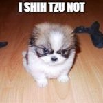 Angry Shih Tzu | I SHIH TZU NOT | image tagged in angry shih tzu,shih tzu,i'm not kidding | made w/ Imgflip meme maker