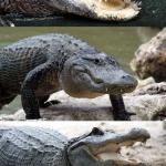 Bad Pun Alligator meme