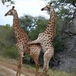 giraffe porn