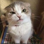 Run out of food | WHAT DO YOU MEAN; YOU HAVE NO BACON? | image tagged in run out of food | made w/ Imgflip meme maker