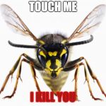 angry wasp | TOUCH ME; I KILL YOU | image tagged in scumbag wasp,funny | made w/ Imgflip meme maker