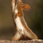 Dancing Squirrel | WHEN THEY WALK IN ON YOU BEING WEIRD; AND YOU GOTTA PLAY IT COOL | image tagged in dancing squirrel | made w/ Imgflip meme maker