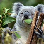 hungry koala