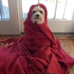 coldpuppy | I JUST; JOINED ISIS | image tagged in coldpuppy | made w/ Imgflip meme maker