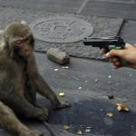 Monkey Gun