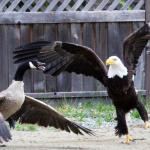 Goose vs Eagle