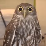 owl-big-eyes