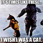 Military K9 jump | IT'S TIMES LIKE THESE... I WISH I WAS A CAT. | image tagged in military k9 jump | made w/ Imgflip meme maker