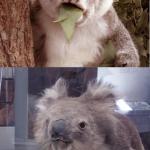 Surprised Koala in Museum
