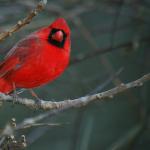 Cardinal bird