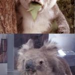 Surprised Koala at the Melbourne Museum. So, that's what happened to him. | WAIT! IS THAT A GUN? SURPRISED KOALA MEME. NATIVE TO AUSTRALIA. NEW MUSEUM EXHIBIT 2018. | image tagged in surprised koala in museum,surprised koala,koala,koala with leaves,museum,stuffed animal | made w/ Imgflip meme maker