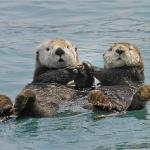 otter exchange