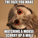 inquisitve owl | THE FACE YOU MAKE; WATCHING A MOUSE SCURRY UP A WALL | image tagged in inquisitve owl | made w/ Imgflip meme maker