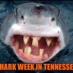 Shark Week in | SHARK WEEK IN TENNESSEE | image tagged in shark week in,tennessee,shark week,shark,redneck hillbilly,hillbilly | made w/ Imgflip meme maker