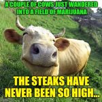 Pretty high steaks | A COUPLE OF COWS JUST WANDERED INTO A FIELD OF MARIJUANA THE STEAKS HAVE NEVER BEEN SO HIGH… | image tagged in cow,memes,marijuana,steak | made w/ Imgflip meme maker