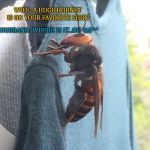 hornet disaster | WIFE: HONEY LOOK AT THIS; HUSBAND: I'M COMING WHAT IS IT; WIFE: A HUGE HORNET IS ON YOUR FAVORITE SHIRT; HUSBAND: WHERE IS IT...OH %$^* | image tagged in hornet,funny | made w/ Imgflip meme maker