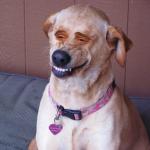 Dog smile