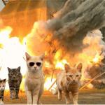 Cats walking away from explosion