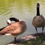 two geese