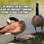 That's pretty normal for Ed | "ED, WOULD YOU GET YOUR HEAD OUT OF YOUR BUTT, SOMEONE'S TRYING TO TAKE A PICTURE!" | image tagged in two geese,butt,funny,meme | made w/ Imgflip meme maker