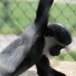 baby colobus monkey hanging