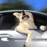 Dog in the car