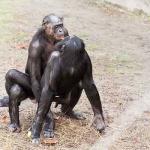 gay bonobos