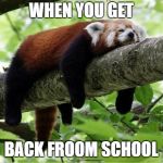 Lazy Red Panda | WHEN YOU GET; BACK FROOM SCHOOL | image tagged in lazy red panda | made w/ Imgflip meme maker