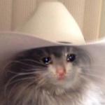 Sad cowboy cat