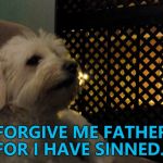 He's feeling, ahem, rough... :) | FORGIVE ME FATHER FOR I HAVE SINNED... | image tagged in julio,memes,dogs,animals,religion | made w/ Imgflip meme maker