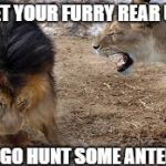 Angry lioness | GET YOUR FURRY REAR UP; AND GO HUNT SOME ANTELOPE | image tagged in lion yelling,funny | made w/ Imgflip meme maker