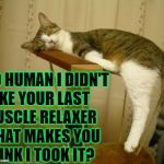 MUSCLE RELAXER | NO HUMAN I DIDN'T TAKE YOUR LAST MUSCLE RELAXER; WHAT MAKES YOU THINK I TOOK IT? | image tagged in muscle relaxer | made w/ Imgflip meme maker