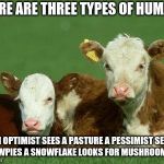 Baby Cows | THERE ARE THREE TYPES OF HUMANS; AN OPTIMIST SEES A PASTURE
A PESSIMIST SEES COWPIES
A SNOWFLAKE LOOKS FOR MUSHROOMS. | image tagged in baby cows | made w/ Imgflip meme maker