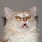 Surprised Cat / Startled Cat / Scared Cat / Spooked Cat meme