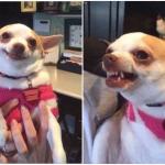 Before and after chihuaha