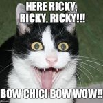 excited cat | HERE RICKY, RICKY, RICKY!!! BOW CHICI BOW WOW!! | image tagged in excited cat | made w/ Imgflip meme maker