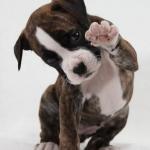 Boxer_Puppy_High_Five