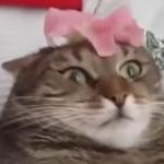 flower cat meme
