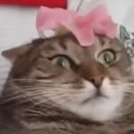 flower cat | image tagged in flower cat | made w/ Imgflip meme maker