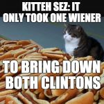 Cat hotdogs | KITTEH SEZ: IT ONLY TOOK ONE WIENER; TO BRING DOWN BOTH CLINTONS | image tagged in cat hotdogs | made w/ Imgflip meme maker