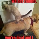 Smart animals | Remember, if we get caught, you're deaf and I don't speak English! | image tagged in smart animals | made w/ Imgflip meme maker