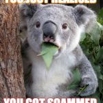WTF Koala | YOU JUST REALISED YOU GOT SCAMMED | image tagged in wtf koala | made w/ Imgflip meme maker