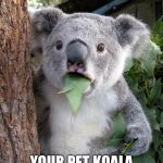 Surprised Koala | WHEN YOU OVER DOSE; YOUR PET KOALA ON CRACK | image tagged in surprised koala | made w/ Imgflip meme maker