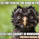 Birds of a Feather | 2018 IS THE YEAR OF THE BIRD IN TUCSON; STILL GOT CAUGHT IN MONSOON; MAYNARD MODERN MEDIA | image tagged in birds of a feather | made w/ Imgflip meme maker