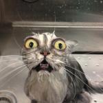 Scared wet cat