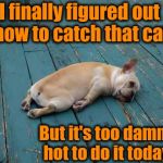 Please make sure your pets have plenty of COLD water today! Maybe even drop in a couple ice cubes | I finally figured out how to catch that cat; But it's too damm hot to do it today | image tagged in hot | made w/ Imgflip meme maker