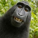 Selfie Monkey meme