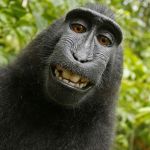 Selfie Monkey | SELFIE MONKEY; WAS HERE | image tagged in selfie monkey | made w/ Imgflip meme maker
