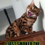 GUESS WHAT | HEY HUMAN GUESS WHAT; I JUST SMOKED THE REST OF YOUR CRACK! YA WANNA PLAY? | image tagged in guess what | made w/ Imgflip meme maker