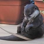 Sad Otter